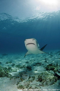 This Tiger shark looking for our attention is big and cer... by Steven Anderson 